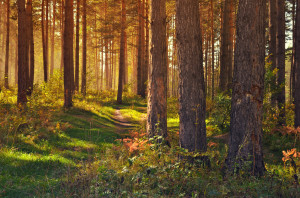 autumn forest